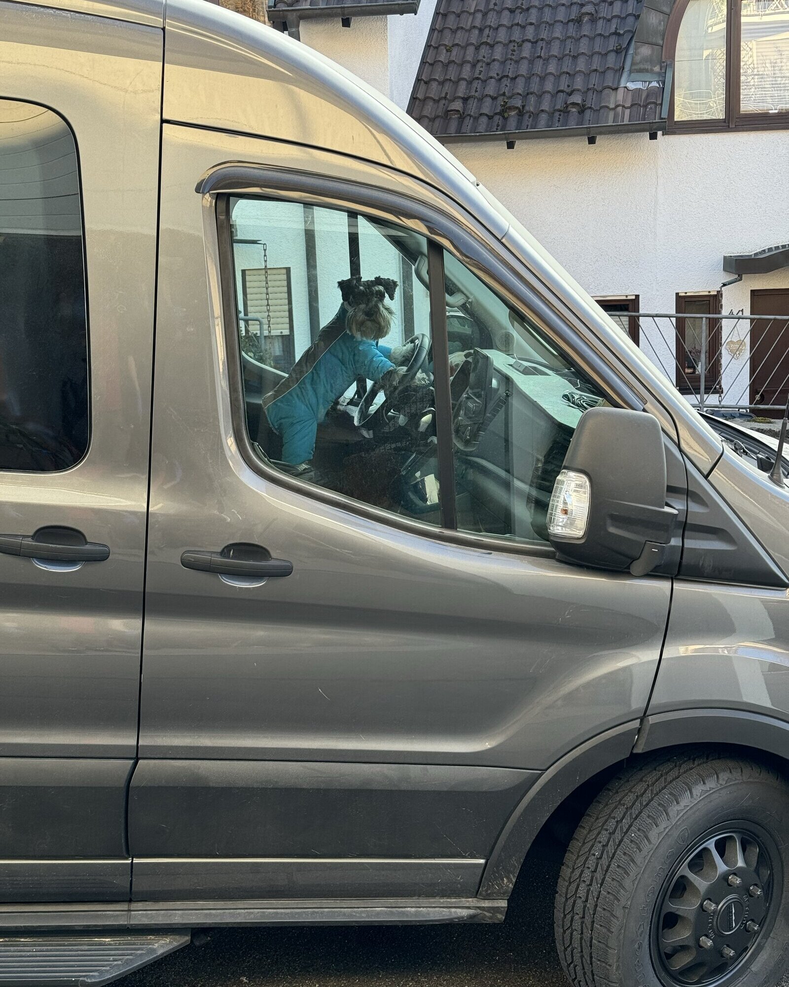 Kaiser Cole, miniature schnauzer, in the driver's seat of the Ford Transit camper van, ready to depart