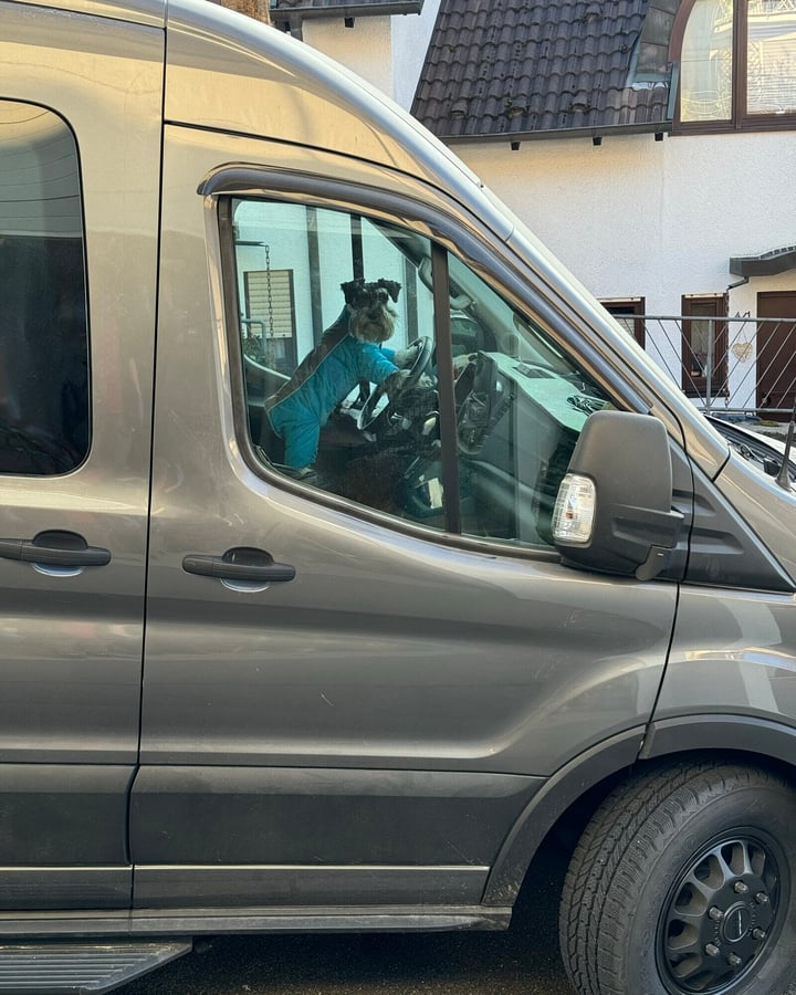 Kaiser Cole, miniature schnauzer, in the driver's seat of the Ford Transit camper van, ready to depart