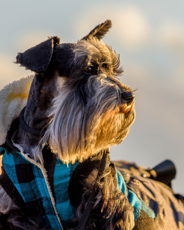 CEO Schnauzer, miniature schnauzer in a blue plaid jacket, seated at golden hour on location with photographer Sherry Keene